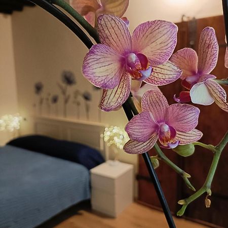 Il Giardino Segreto Daire Lucca Dış mekan fotoğraf