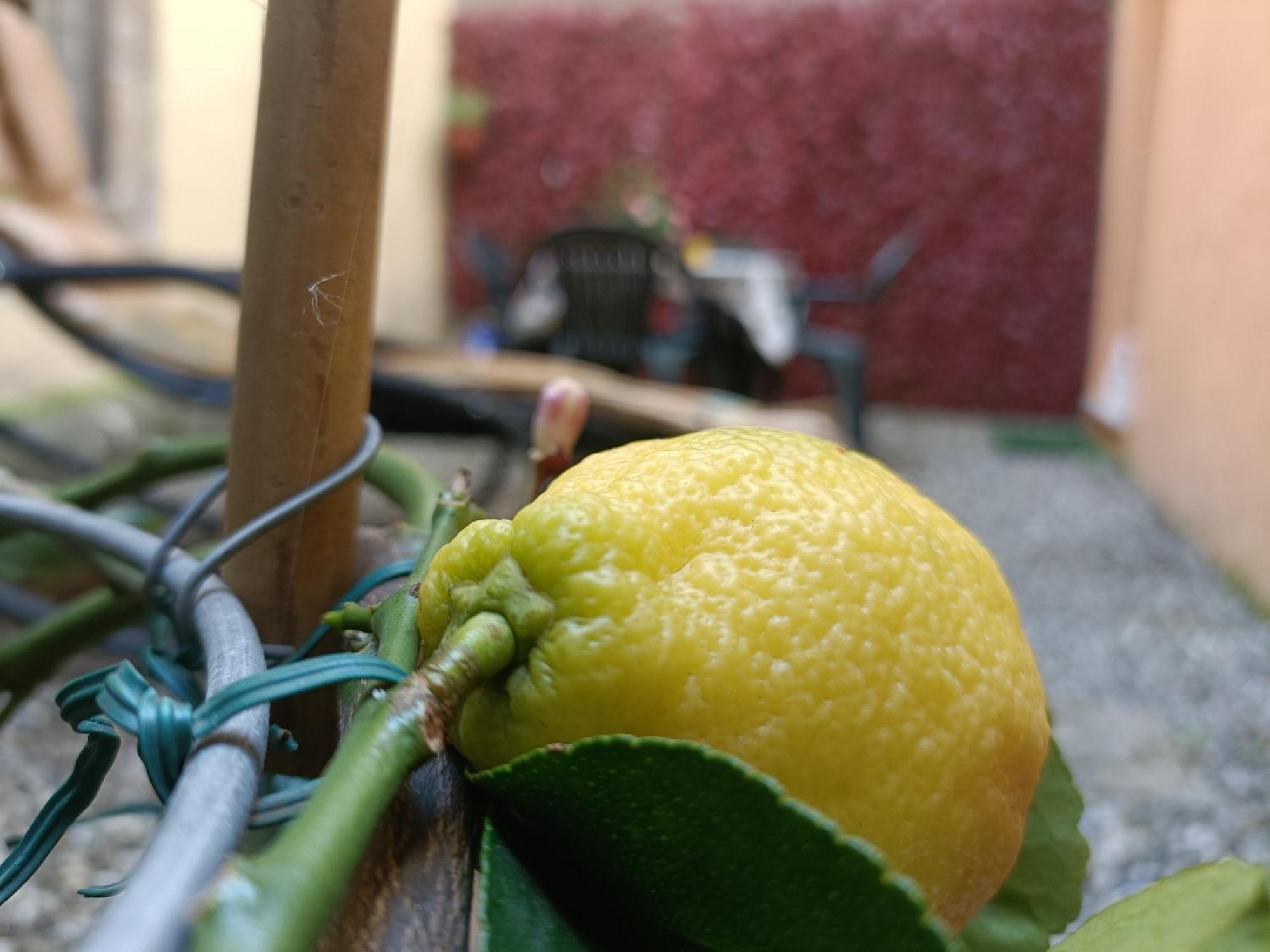 Il Giardino Segreto Daire Lucca Dış mekan fotoğraf
