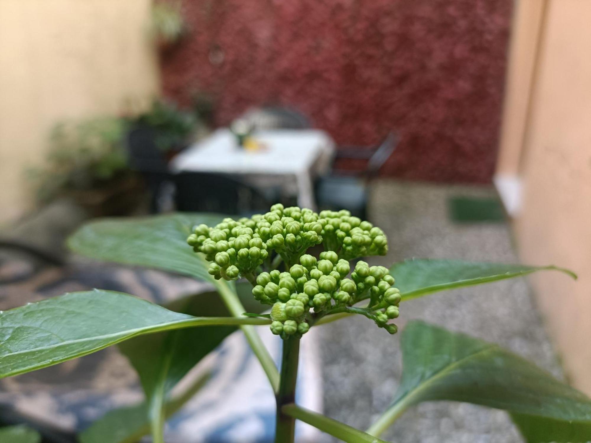 Il Giardino Segreto Daire Lucca Dış mekan fotoğraf